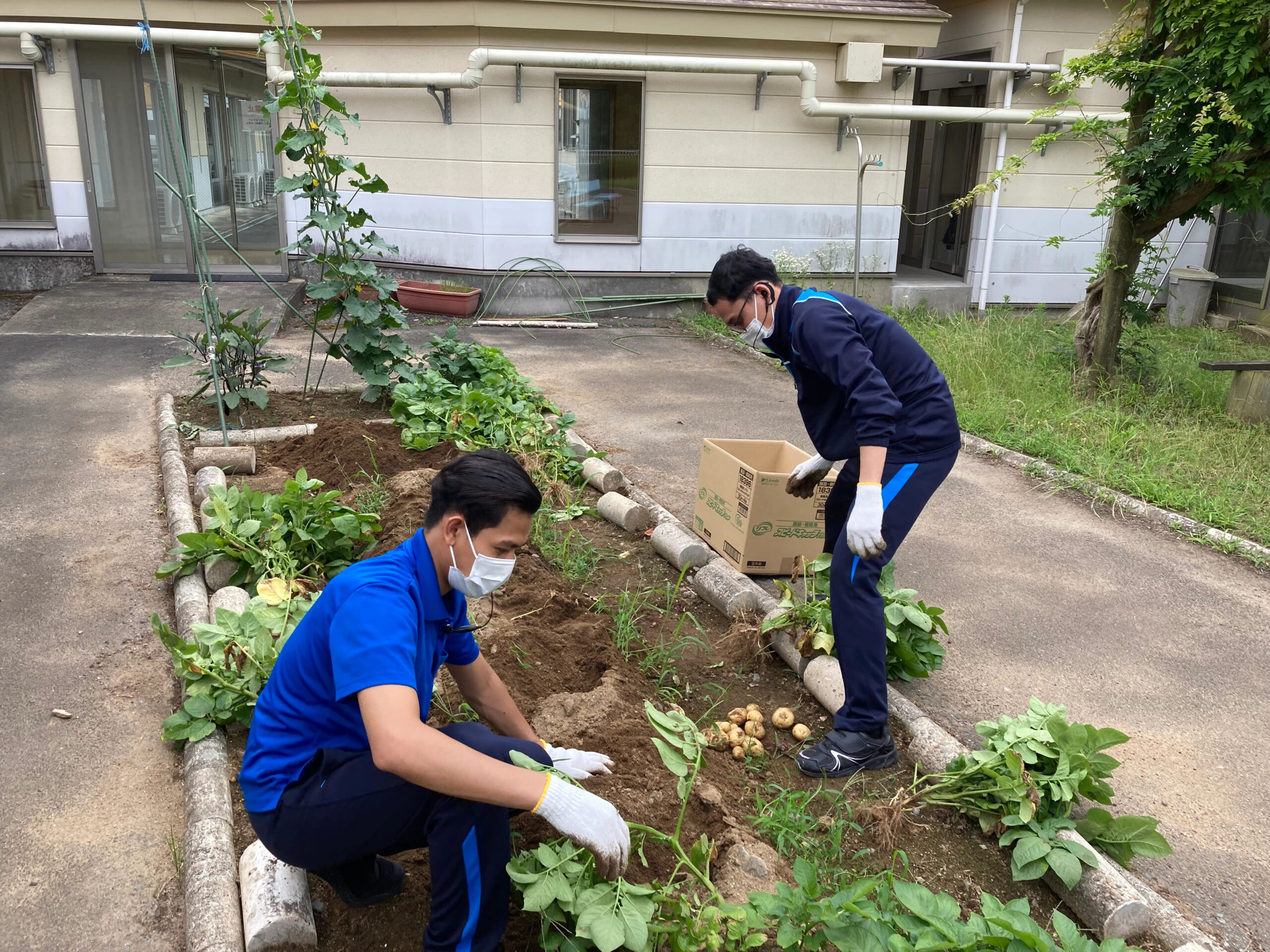 畑づくり