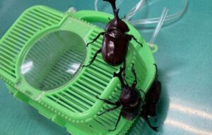 いちょうの里の裏庭の外灯下にカブトムシの姿を見ることができます。