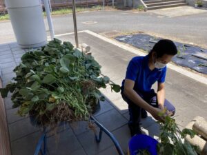 ７月２２日、インドネシア人技能実習生・リザムさんと職員複数名が、枝豆を収穫しました。