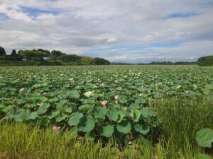 デイサービスでの蓮見学③